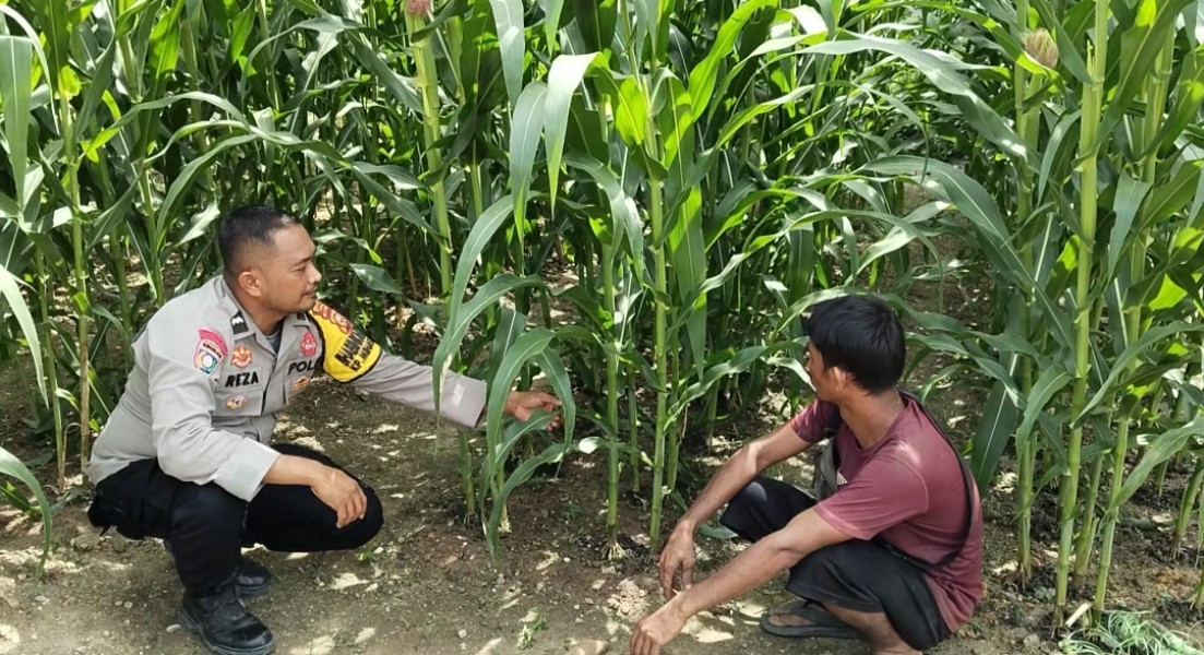 Polsek Minas Cek Perkembangan Jagung Pipil di Minas Barat, Dukung Program Ketahanan Pangan