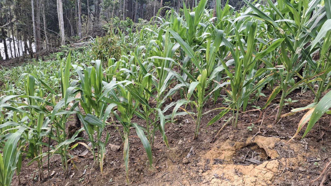 Polsek Minas Pantau Perkembangan Jagung Pipil Program Ketahanan Pangan Nasional di Minas Jaya Berjalan Dengan Baik
