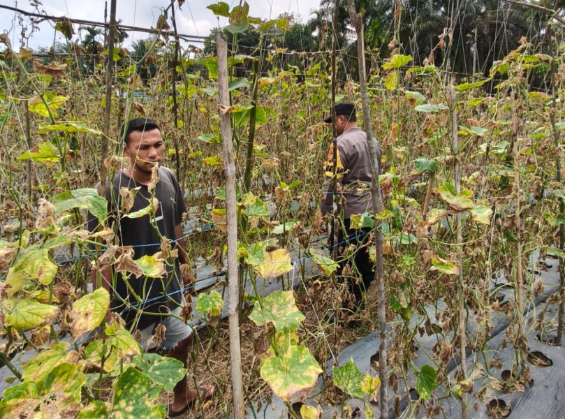 Dukung Ketahanan Pangan Nasional, Bhabinkamtibmas Desa Serumpun Jaya Ajak Warga Optimalkan Budidaya Timun