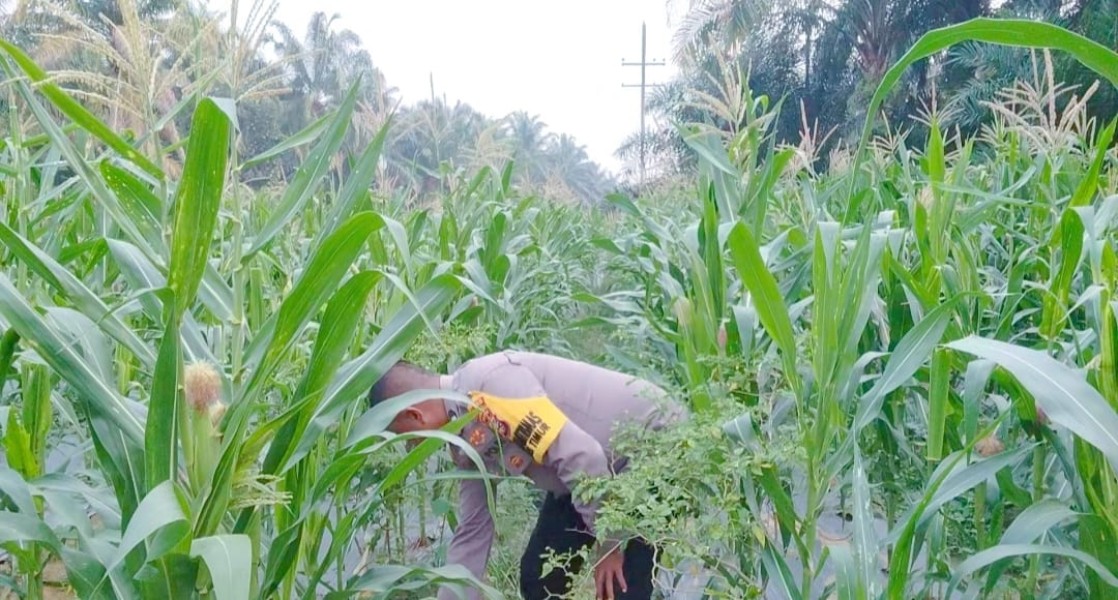 Jagung 62 Hari di Minas Timur Tumbuh Optimal, Polsek Minas Intensif Dampingi Petani
