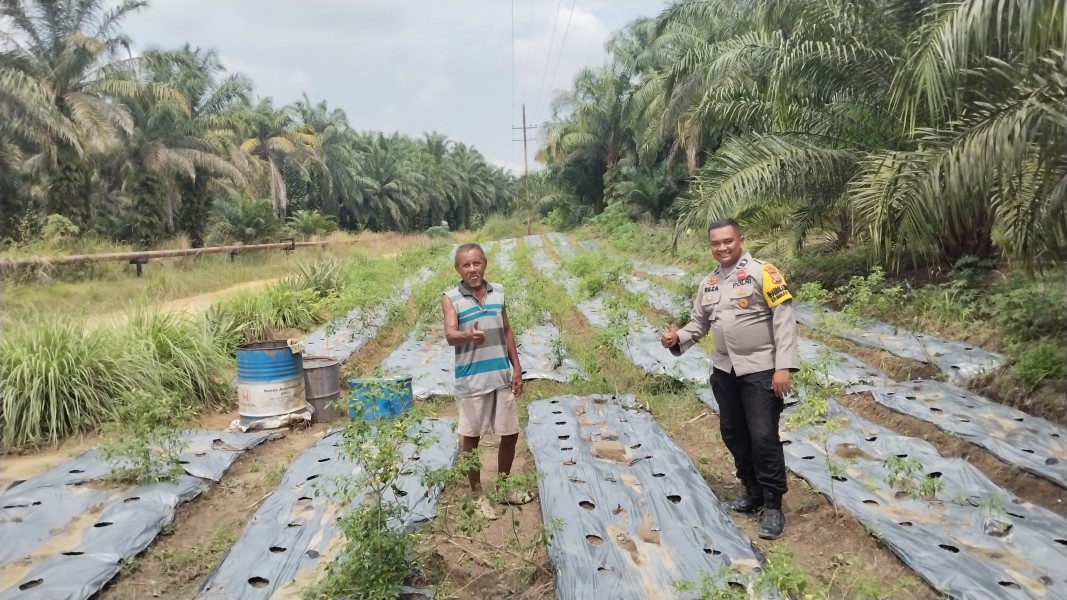 Polsek Minas Pantau Pertumbuhan Jagung Program Ketahanan Pangan di Minas Timur, Tanaman Berusia 10 Hari Tumbuh Baik