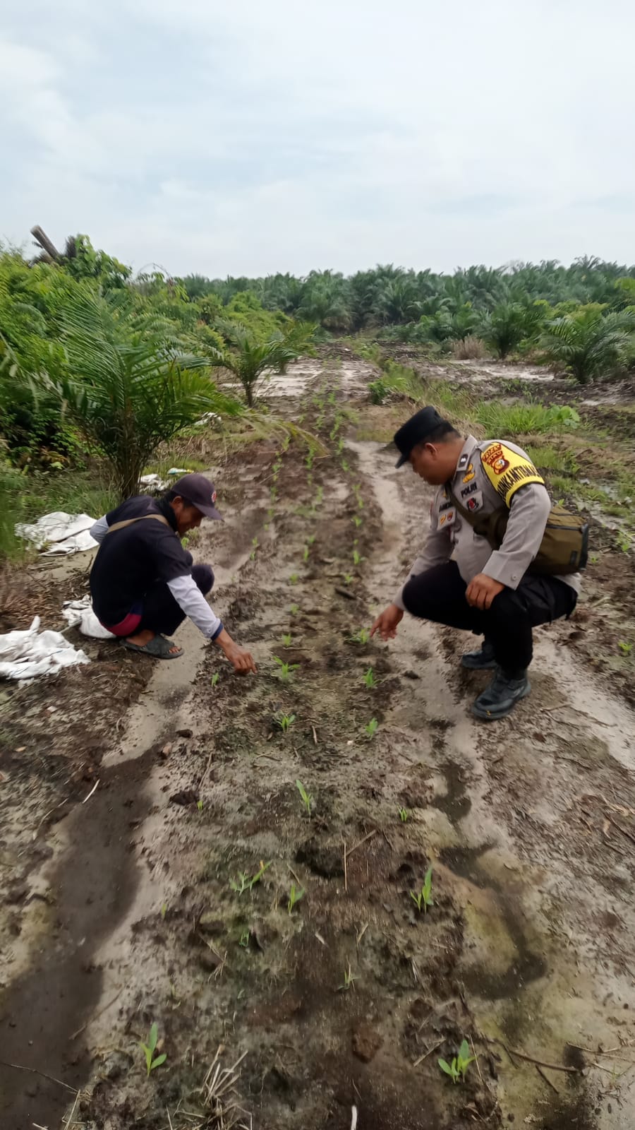 Bhabinkamtibmas Kampung Mandiangin Cek Perkembangan Jagung Pipil Usia 15 Hari, Pertumbuhan Tanaman Dinilai Cukup Baik