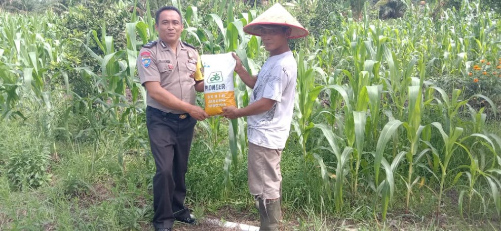Polsek Koto Gasib Bantu Petani dengan Bibit Jagung dan Pupuk, Dukung Swasembada Pangan Nasional