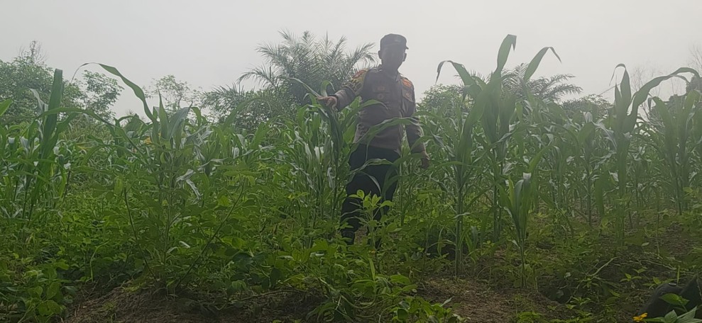 Bhabinkamtibmas Minas Pantau Pertumbuhan Jagung Pipil Usia 50 Hari di Minas Barat