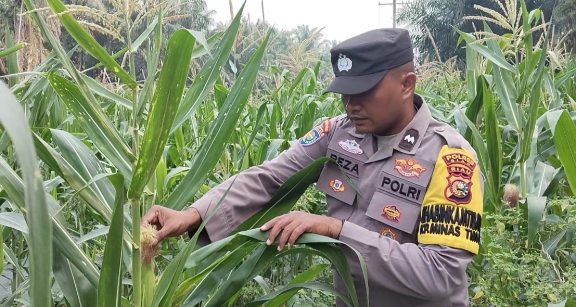 Bhabinkamtibmas Minas Timur Cek Perkembangan Jagung Pipil Usia 76 Hari