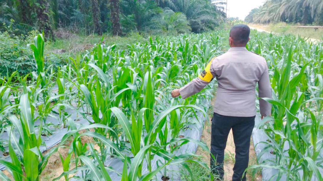 Bhabinkamtibmas Pantau Program Ketahanan Pangan Nasional, Jagung Pipil Warga Minas Timur Tumbuh Baik di Usia 48 Hari