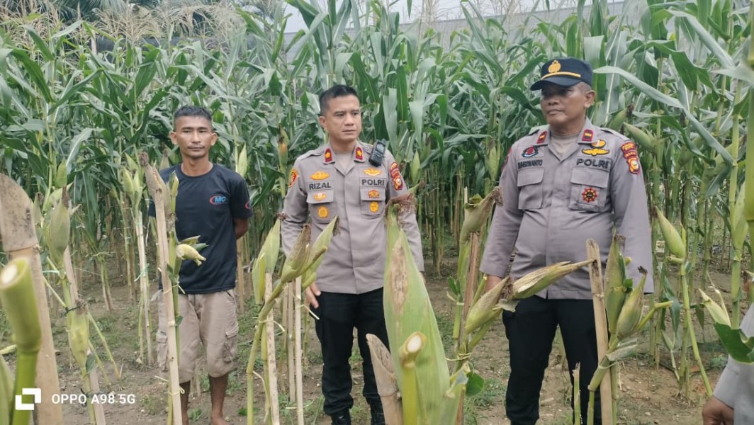 Kapolsek Minas Tinjau Perkembangan Jagung Pipil Usia 80 Hari di Lahan Tumpang Sari Kampung Mandiangin