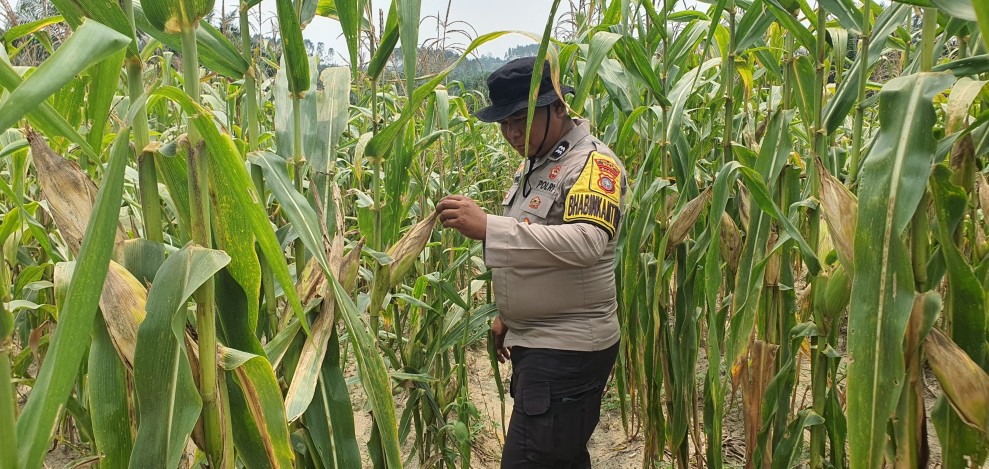 Bhabinkamtibma Polsek Minas Tinjau Jagung Usia 82 Hari di Rantau Bertuah, Persiapan Pra Panen Dimulai