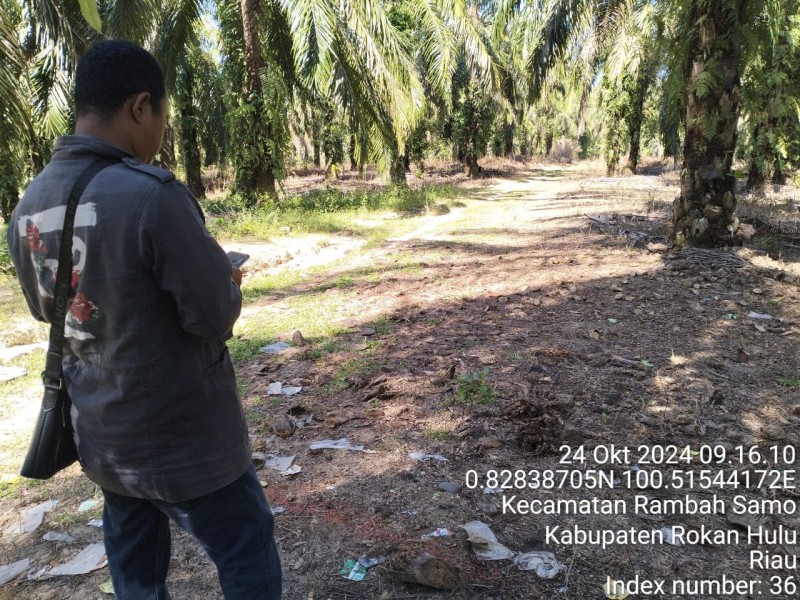 Oknum ASN Rokan Hulu Diduga Kontrakkan Lahan Kawasan Hutan Bernilai Ratusan Juta Rupiah