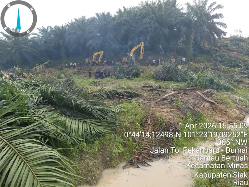 Aliansi Masyarakat Minas Kecam Penumbangan Sawit oleh PT Arara Abadi