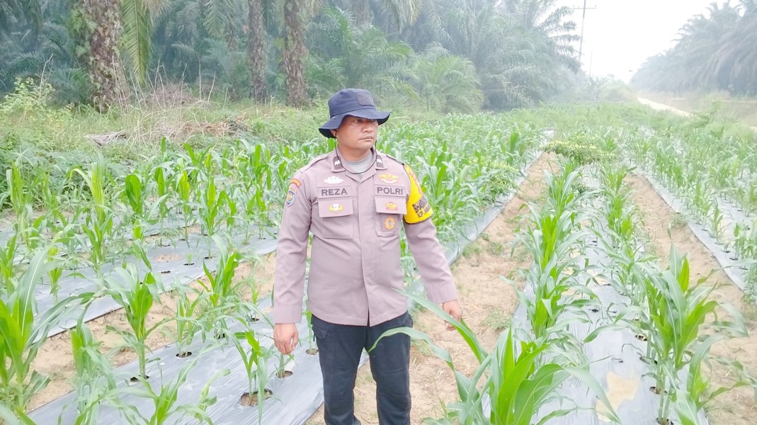 Jagung Pipil Usia 40 Hari Tumbuh Baik di Minas Timur, Polsek Minas Cek Perkembangan Program Ketahanan Pangan Nasional