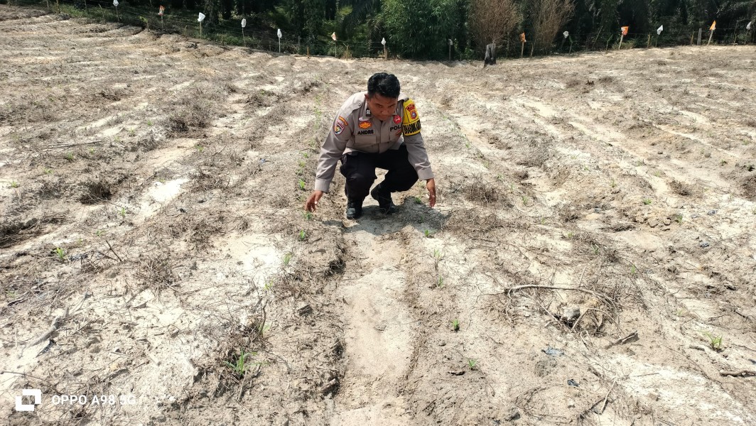 Bhabinkamtibmas Polsek Minas Cek Perkembangan Jagung Program Ketahanan Pangan, Tanaman Tumbuh Baik di Usia 9 Hari