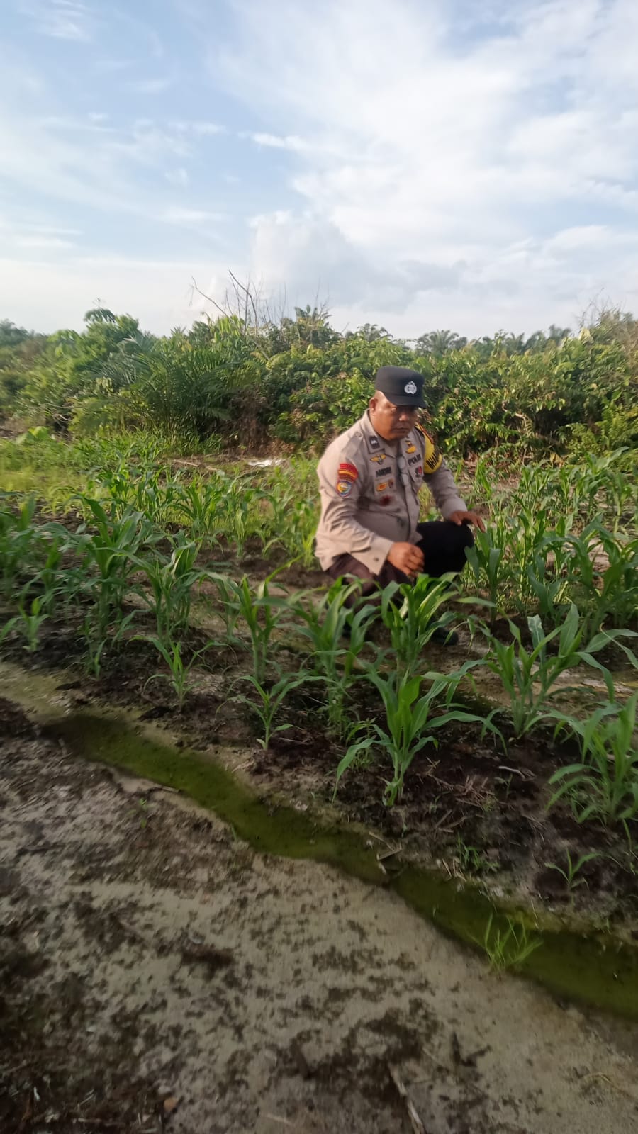 Polsek Minas Pantau Perkembangan Jagung Pipil Usia 30 Hari, Dukung Program Ketahanan Pangan Nasional