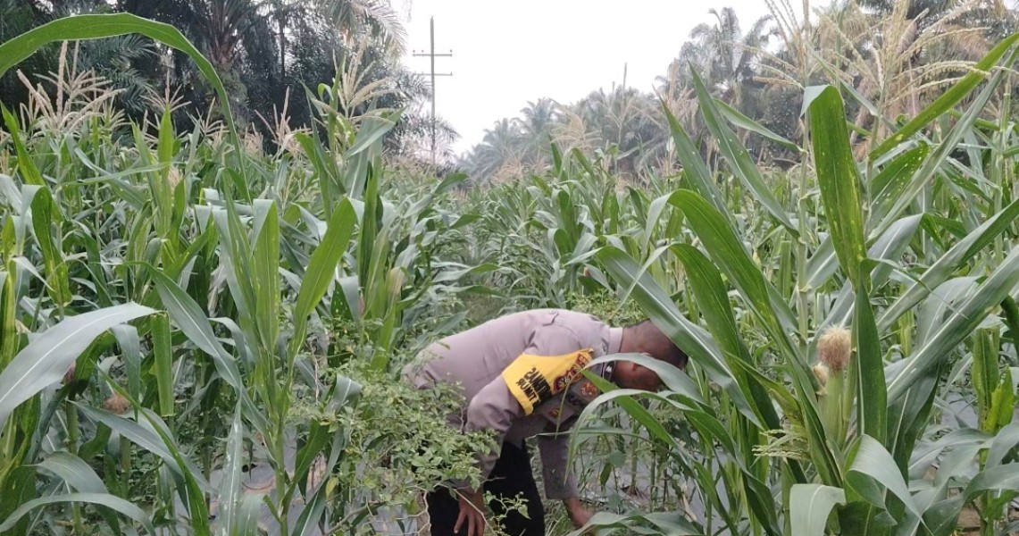 Jagung Pipil Usia 69 Hari di Minas Timur Tumbuh Baik, Polisi Dorong Perawatan Berkelanjutan