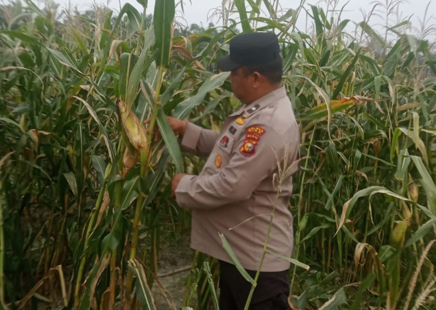 Bhabinkamtibmas Cek Perkembangan Jagung Pipil Program Ketahanan Pangan Nasional di Kampung Mandiangin