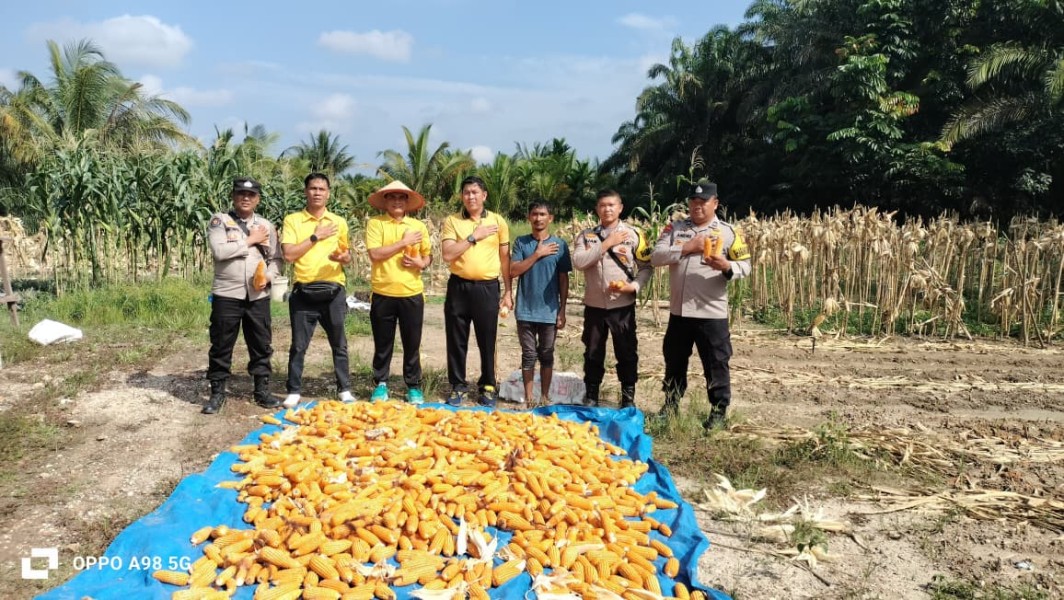 Panen Jagung di Lahan Polsek Minas, Wujud Nyata Dukungan Program Ketahanan Pangan Presiden