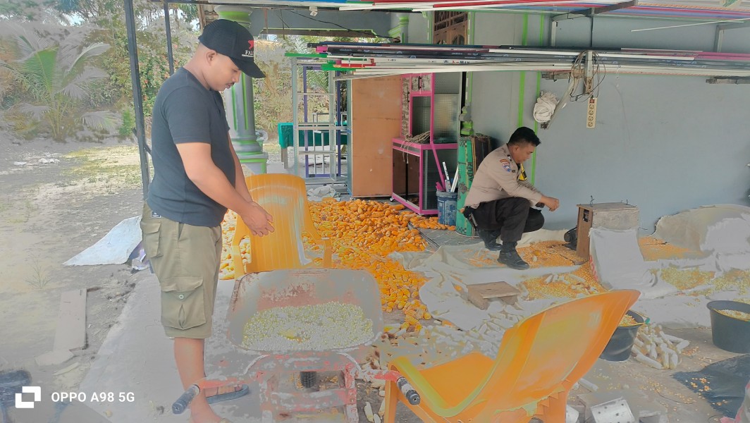 Polsek Minas Cek Perkembangan Jagung Pipil Pascapanen di Rantau Bertuah, Siapkan Koordinasi Penjualan ke Bulog