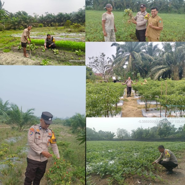 Dukung Program Astacita Presiden RI Ketahanan Pangan Polsek Rengat Barat Bersama Bhabinkamtibmas Monitoring Di Lima Desa