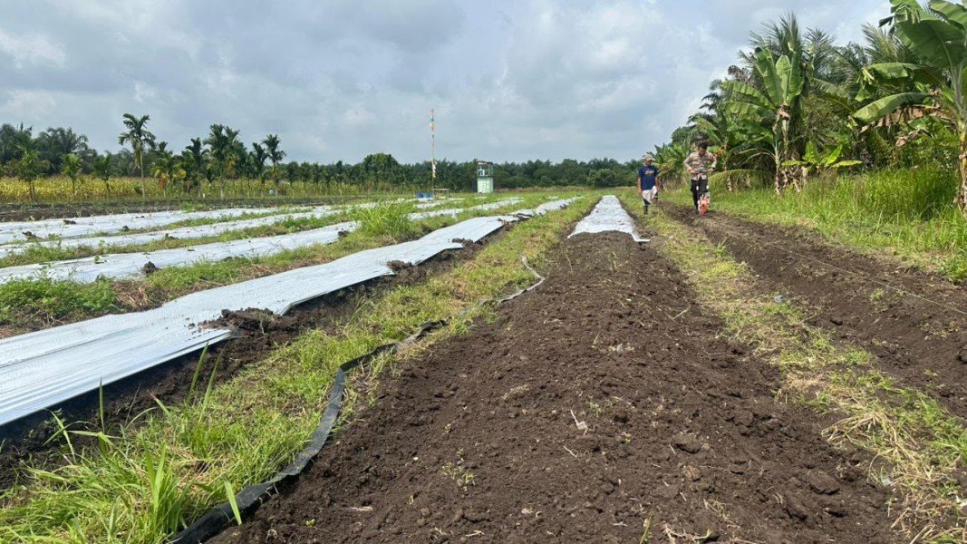 Polsek Koto Gasib Siapkan Lahan 1 Hektare untuk Penanaman Jagung, Perkuat Program Ketahanan Pangan Nasional