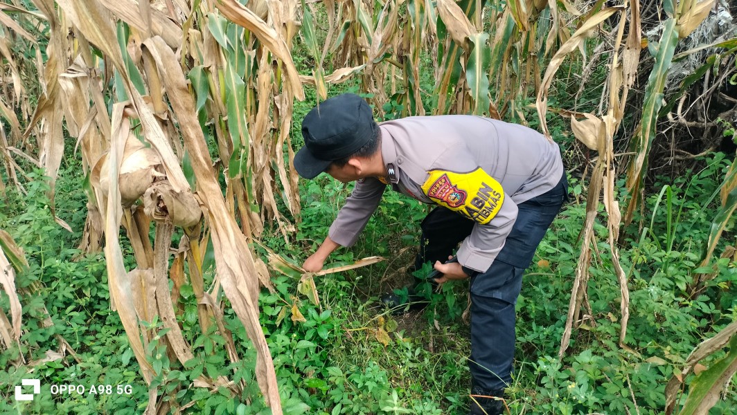 Polsek Minas Dukung Ketahanan Pangan Melalui Pendampingan Perawatan Tanaman Jagung