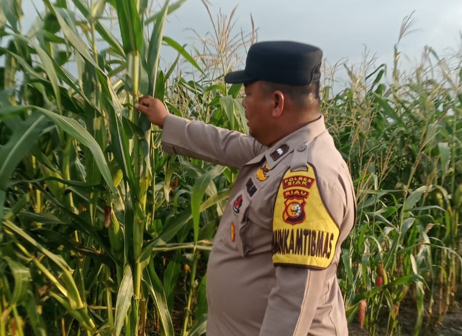 Polsek Minas Cek Perkembangan Jagung Program Ketahanan Pangan Nasional di Kampung Mandiangin, Siapkan Pemupukan untuk Musim Tanam Baru