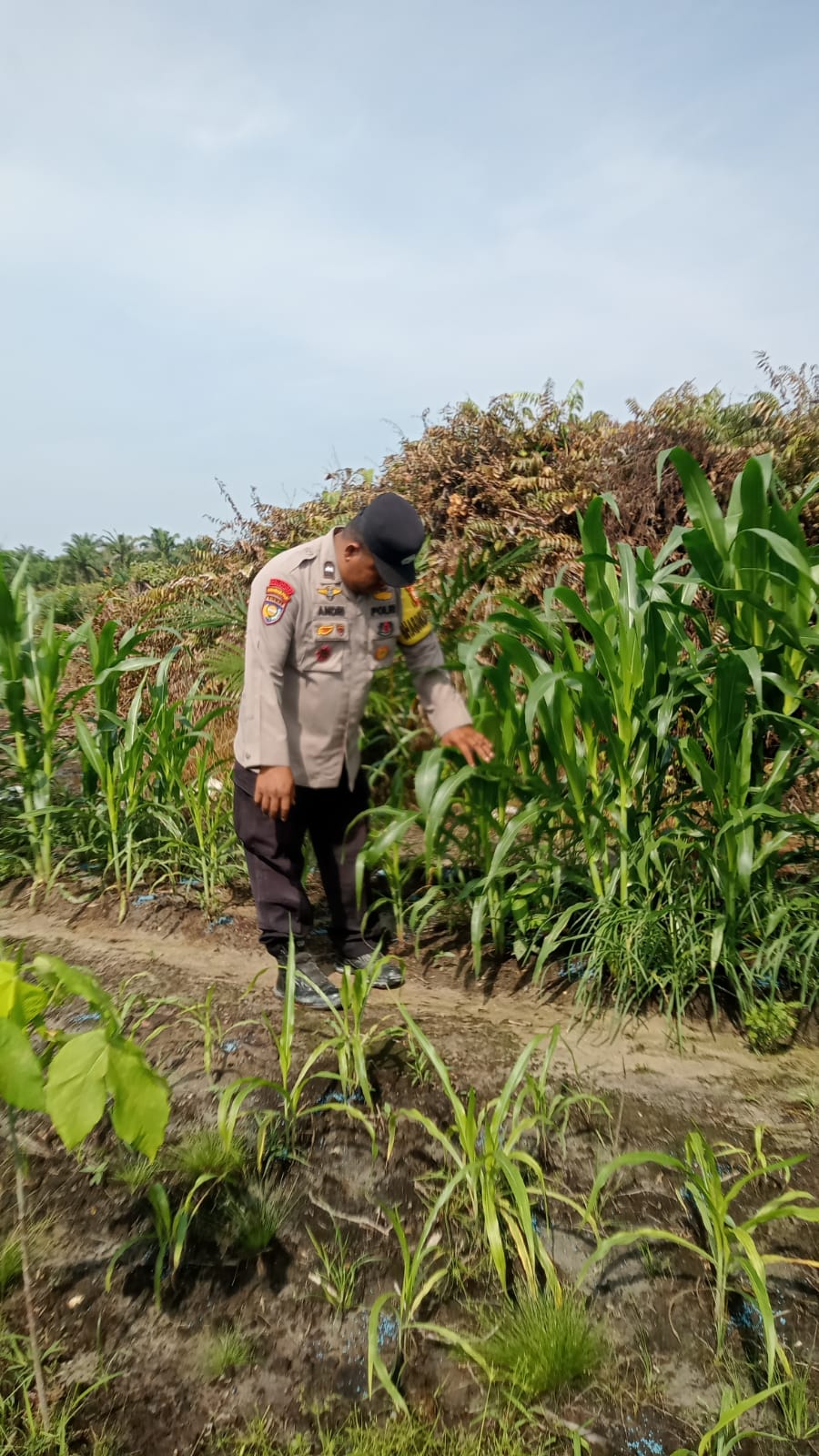 Polsek Minas Pantau Perkembangan Jagung Pipil Usia 39 Hari di Kampung Mandiangin, Tanaman Tumbuh Subur