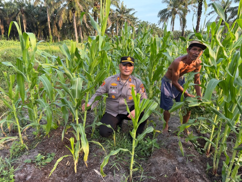Jagung Ketahanan Pangan di Rohil Mulai Berkembang, Polisi Lakukan Monitoring