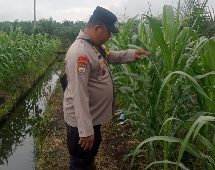 Polsek Minas Cek Perkembangan Jagung Pipil Usia 78 Hari di Mandiangin, Tinggi Tanaman Capai 145 Sentimeter