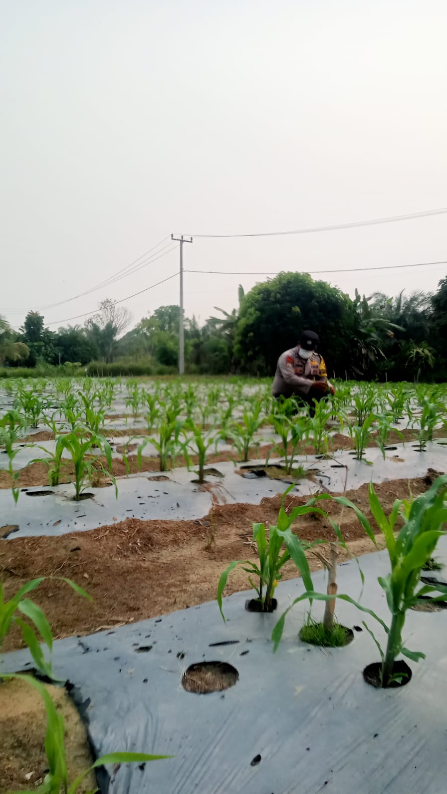 Usia 21 Hari, Jagung Pipil di Mandiangin Tumbuh Subur, Polisi Siapkan Langkah Lanjutan Ketahanan Pangan Nasional