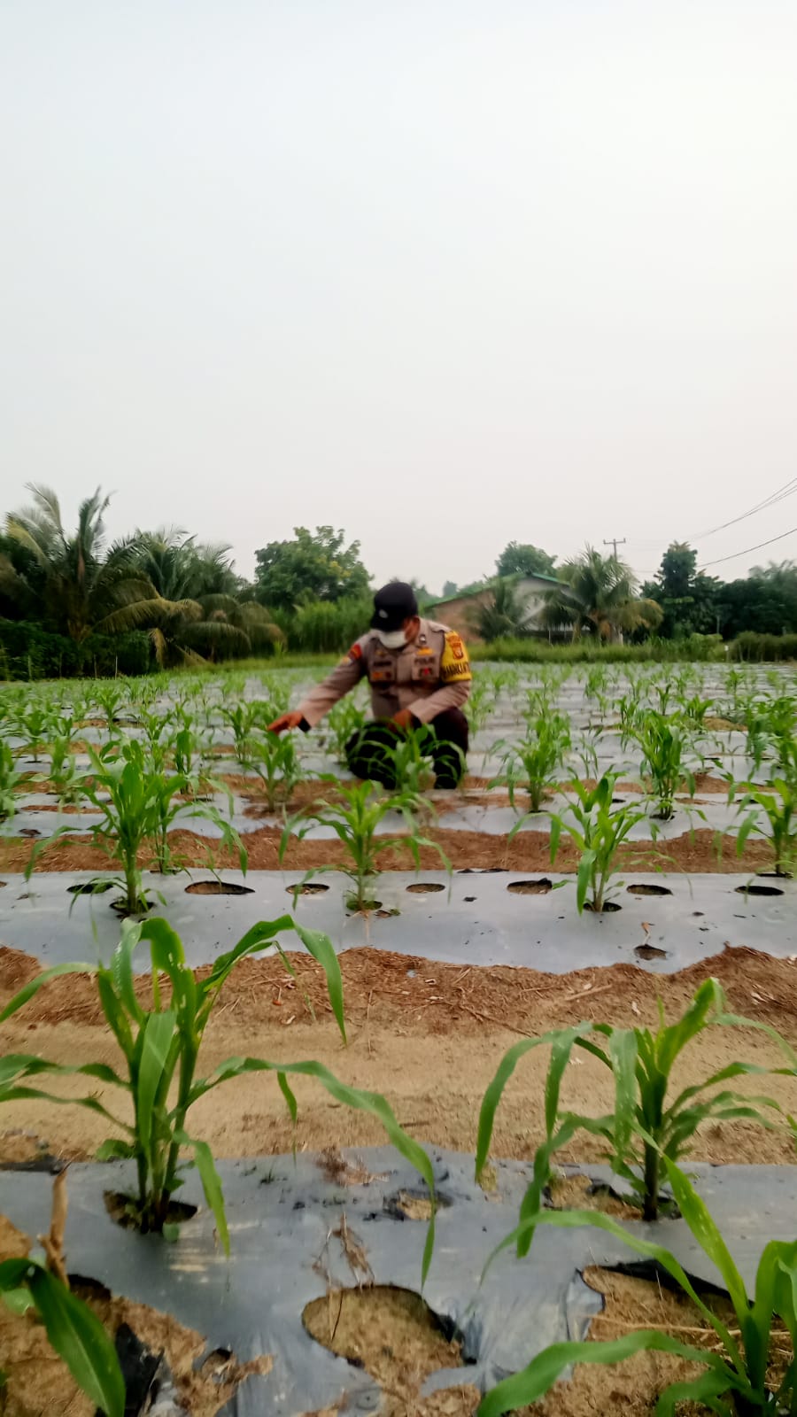 Bhabinkamtibma Polsek Minas Cek Perkembangan Jagung Pipil Usia 30 Hari di Kampung Mandiangin