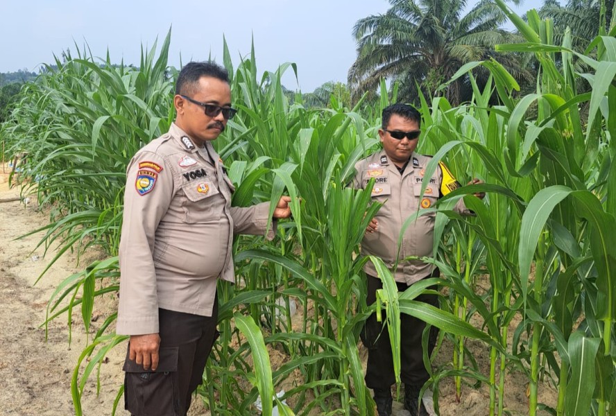 Usia 42 Hari, Tanaman Jagung Pipil di Rantau Bertuah Tumbuh hingga 1,8 Meter