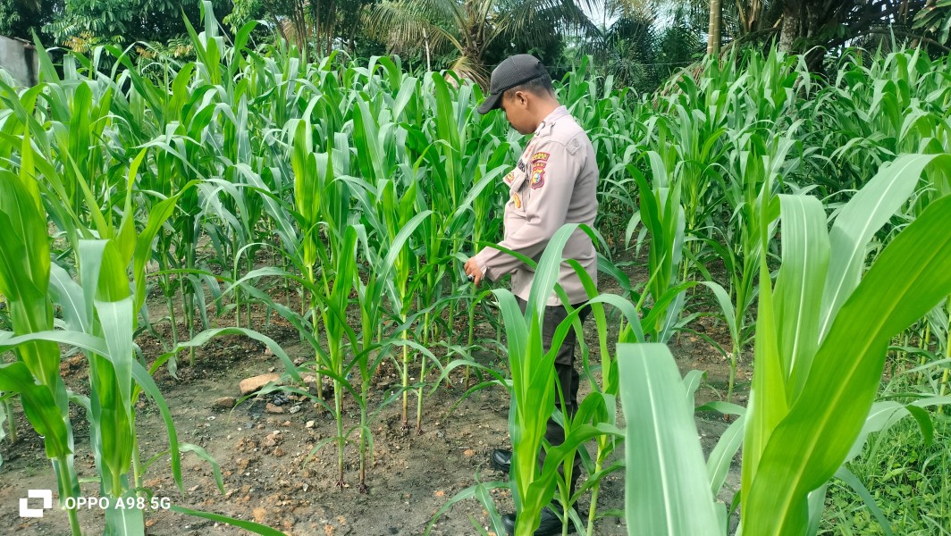 Polsek Minas Pantau Program Ketahanan Pangan Jagung Pipil di Minas Jaya, Tanaman Tumbuh Subur