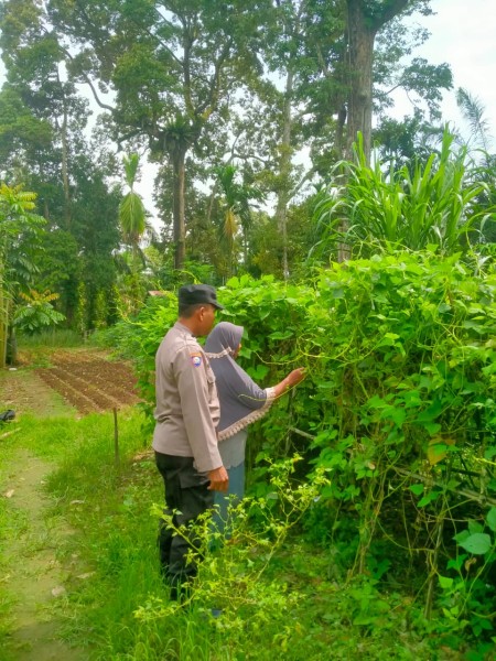 Bhabinkamtibmas Desa Pasir Bongkal Aktif Dukung Ketahanan Pangan Nasional, Warga Didorong Optimalkan Lahan Pekarangan