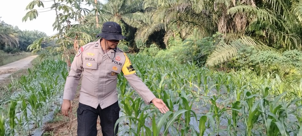 Polsek Minas Pantau Perkembangan Jagung Program Ketahanan Pangan, Tanaman Tumbuh Subur di Usia 24 Hari