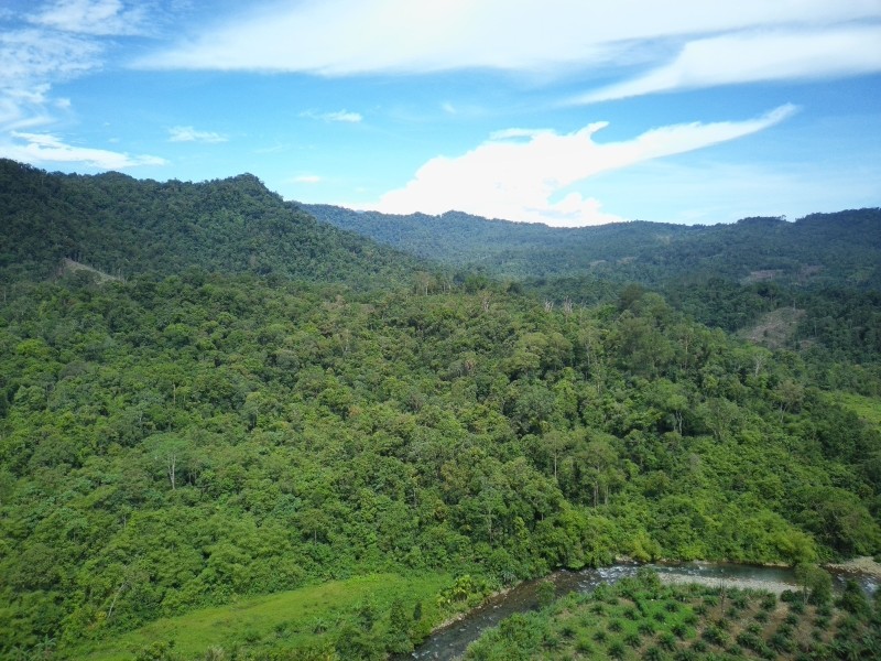 Bukit Sanggul: Hijau Yang Dipertaruhkan