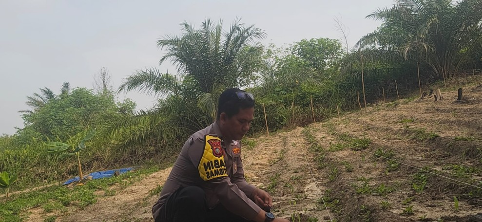 Polsek Minas Pantau Pertumbuhan Jagung Pipil Usia Lima Hari di Minas Barat
