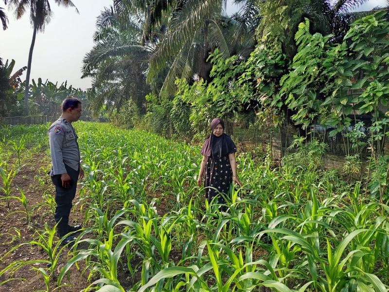 Bhabinkamtibmas Pasir Penyu Pantau Perkembangan Jagung Pipil, Tanaman Tumbuh Subur Dukung Swasembada Pangan 2026