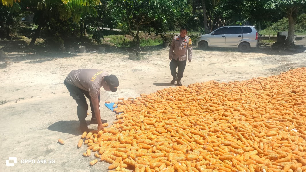 Polsek Minas Pantau Tahap Pascapanen Jagung Pipil Program Ketahanan Pangan di Rantau Bertuah