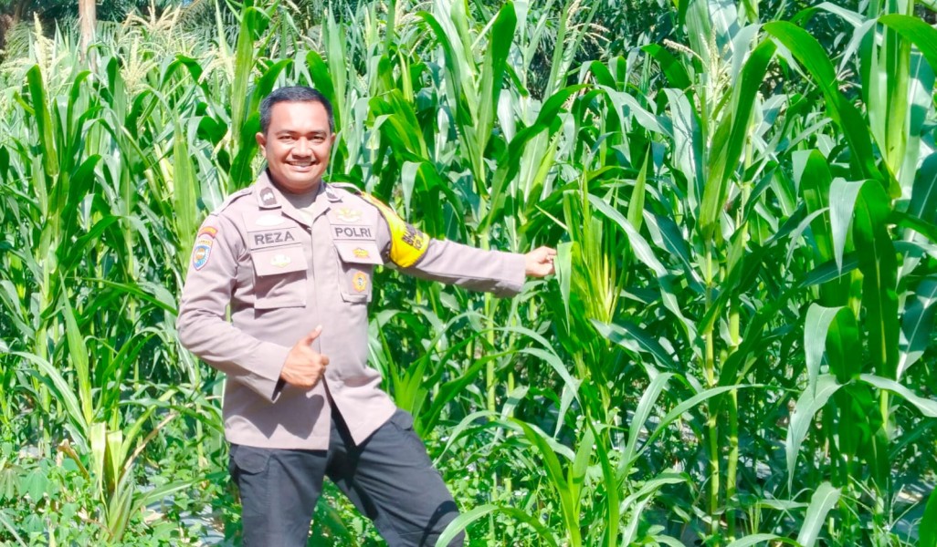 Polsek Minas Pantau Perkembangan Jagung Usia 49 Hari, Kapolsek Kompol Syahrizal: Pastikan Program Ketahanan Pangan Berjalan Optimal