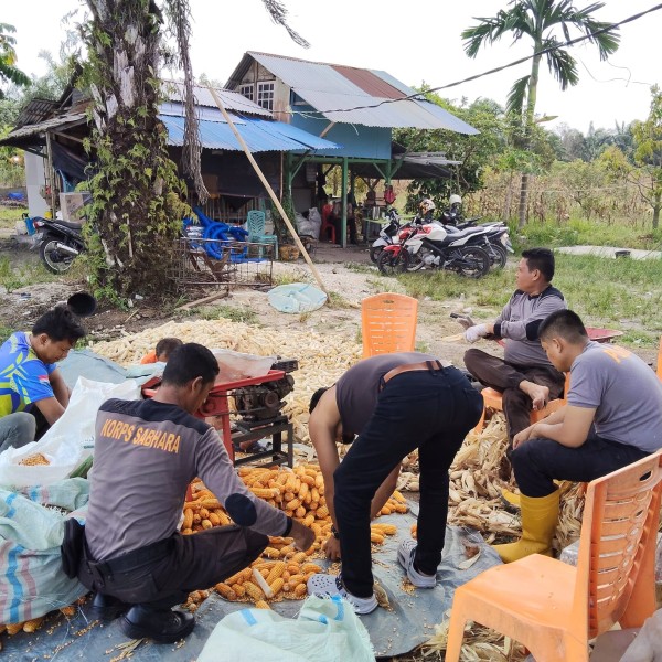 Dukung Ketahanan Pangan Nasional, Polsek Koto Gasib Laksanakan Pemipilan Jagung Hasil Panen Raya