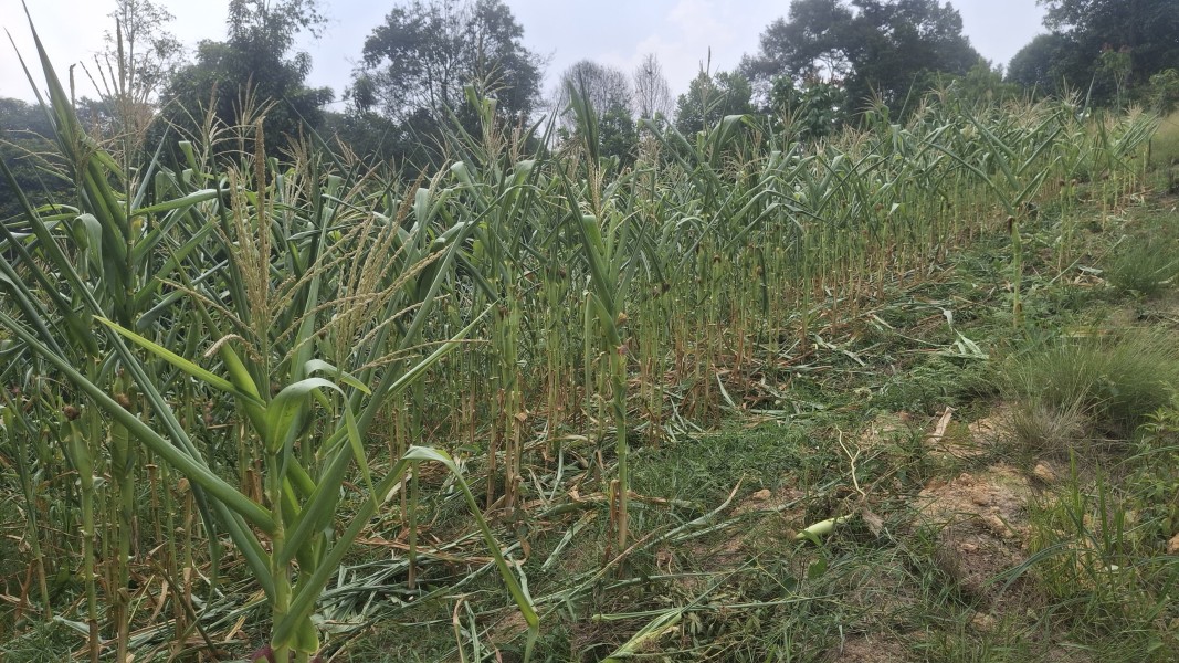 Bhabinkamtibmas Kelurahan Minas Jaya Rutin Cek Perkembangan Jagung Program Ketahanan Pangan Nasional