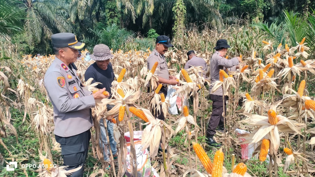 Dukung Program Ketahanan Pangan Presiden, Polsek Minas Panen Jagung Pipil Kuartal II