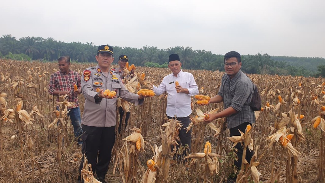 Panen Raya Jagung di Minas Diperkirakan Hasilkan 2,5 Ton, Komitmen Polsek Minas Dukung Ketahanan Pangan Nasional