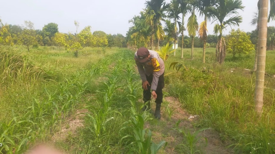 Musim Kemarau, Bhabinkamtibmas Koto Gasib Intensif Pantau Tanaman Jagung Petani