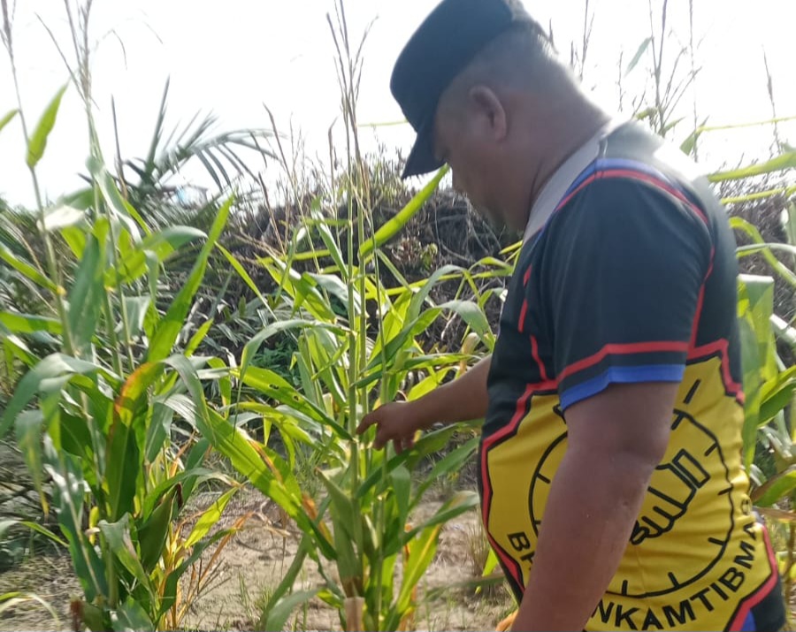 Jagung Pipil Program Ketahanan Pangan Nasional Usia 65 Hari di Lahan Warga Mandiangin Tumbuh Dengan Baik