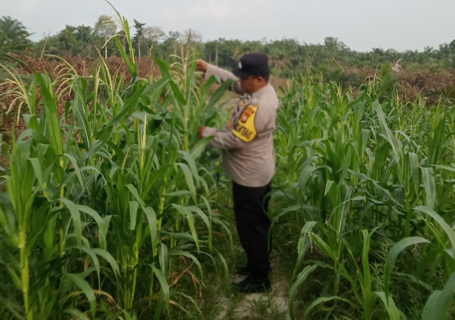 Jagung Pipil Usia 78 Hari di Mandiangin Capai Tinggi 135 Cm, Saat Ini Terkendala Hama Monyet