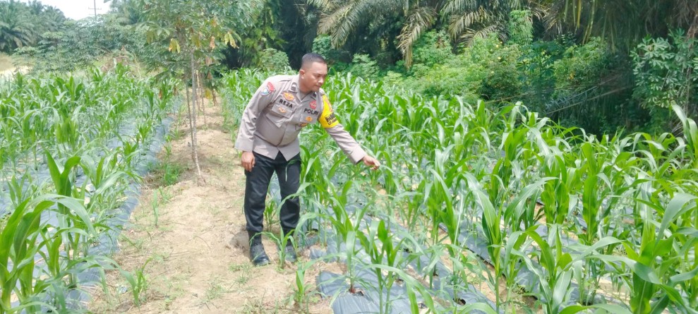 Tanaman Jagung Pipil Tumbuh Baik di Minas Timur, Polsek Minas Lakukan Pengecekan Berkala