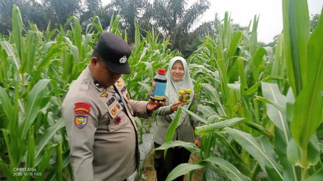 Usia 52 Hari, Tanaman Jagung Pipil Kelompok Tani Hijau Daun di Minas Tumbuh hingga 140 Sentimeter