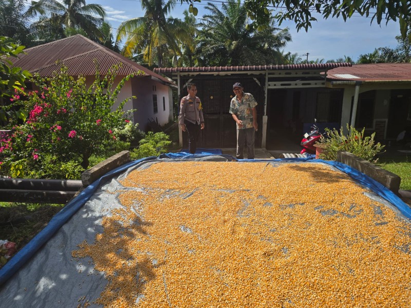 Penjemuran Hasil Panen Jagung Pipil di Minas Barat, Polisi Dukung Ketahanan Pangan Masyarakat