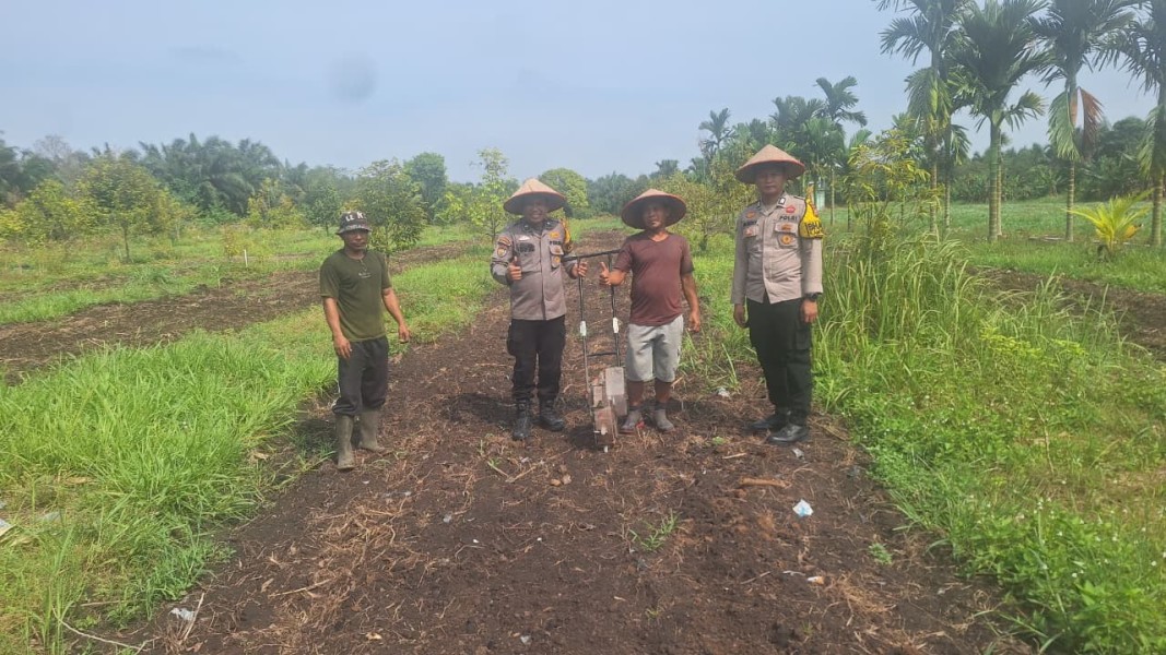 Polsek Koto Gasib Optimalkan Ketahanan Pangan, Tanam Jagung Pipil di Lahan 1 Hektare